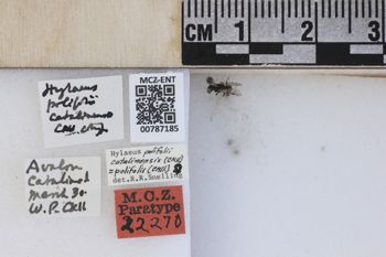 Media type: image;   Entomology 787185 Aspect: labels